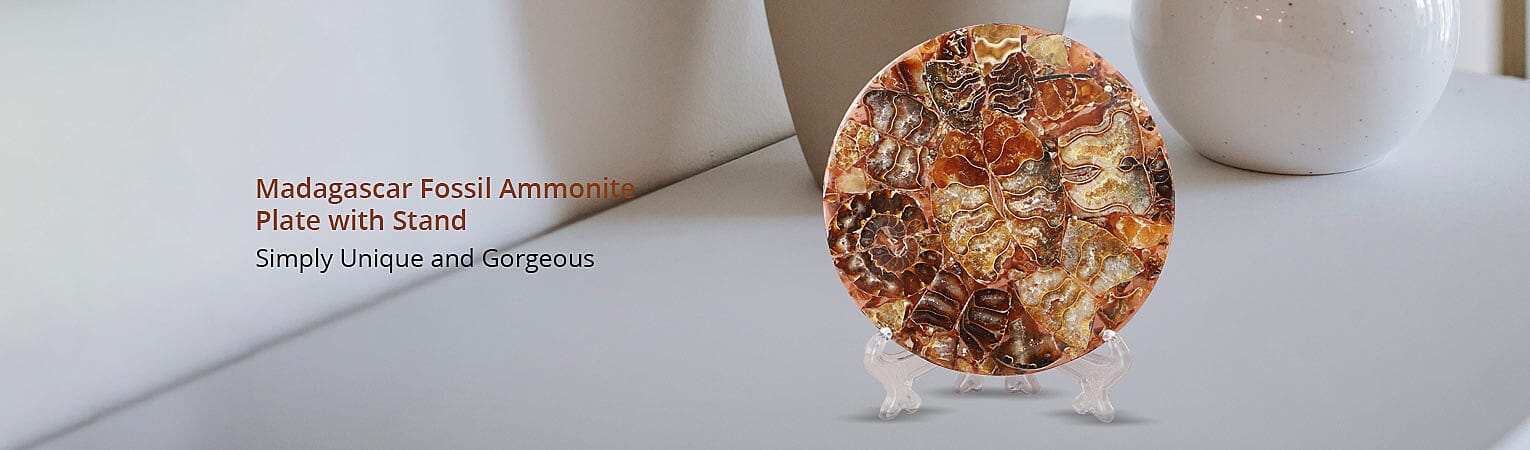 Madagascar Fossil Ammonite Plate with Stand Banner
