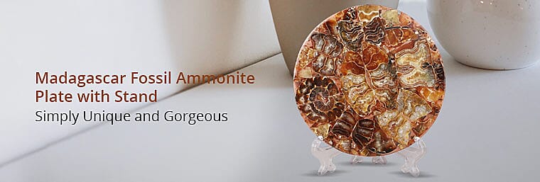 Madagascar Fossil Ammonite Plate with Stand Banner