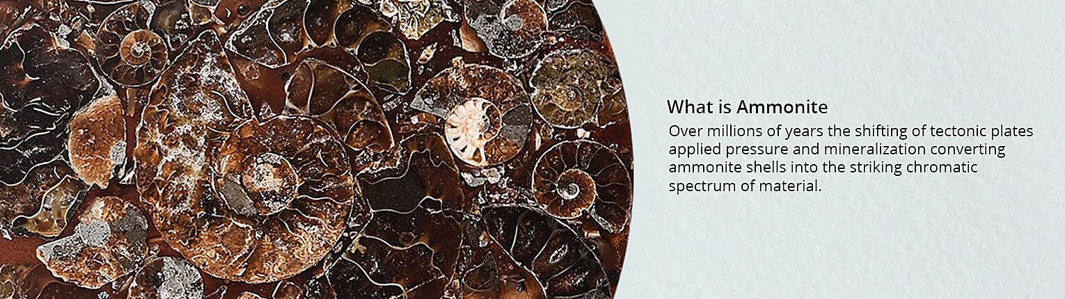What is Ammonite