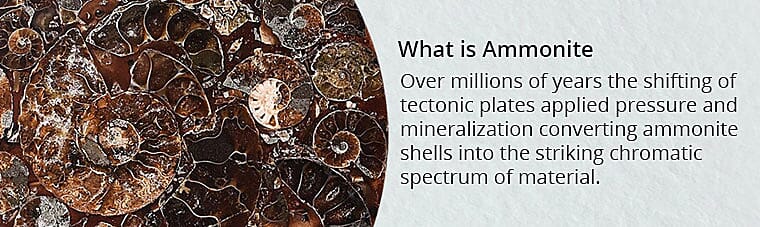 What is Ammonite