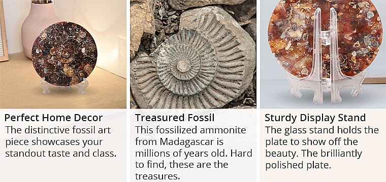 Treasured Fossil
