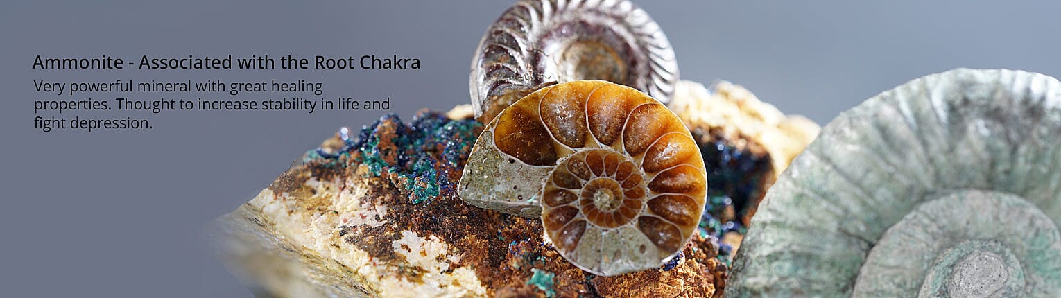 Ammonite- Associated with the Root Chakra