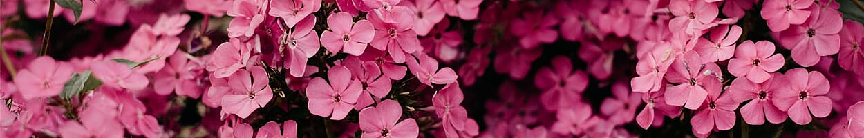 Tempting Brand Identity