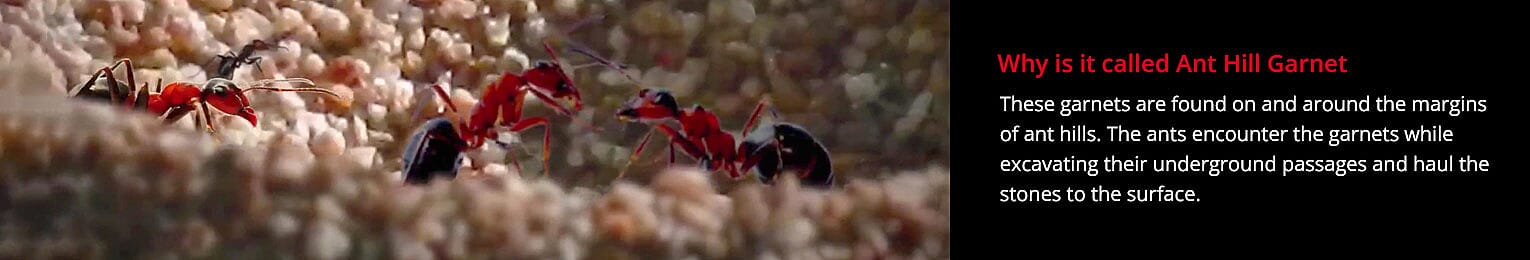 Ant Hill Garnet