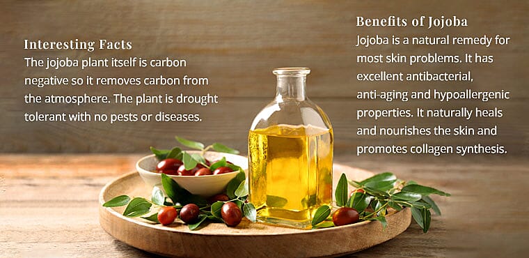 Interesting Facts Banner