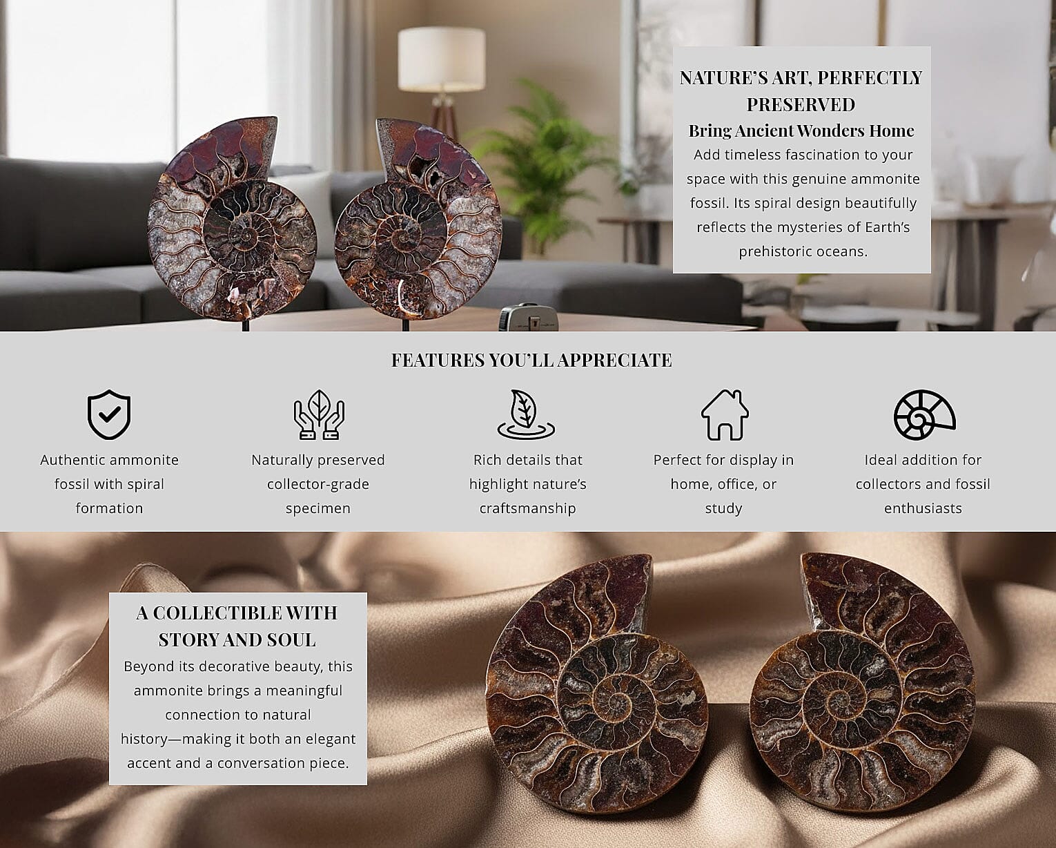 Ammonite 6-7 Approx 5200ctw Banner