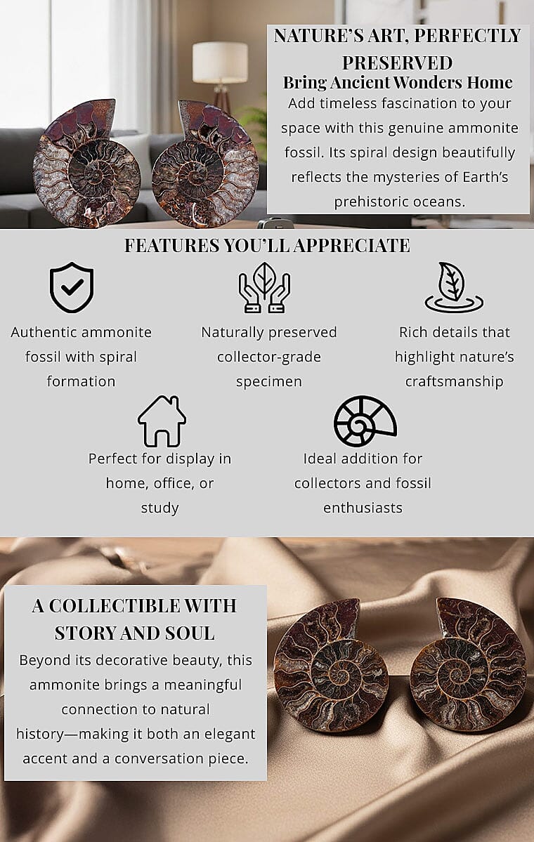 Ammonite 6-7 Approx 5200ctw Banner