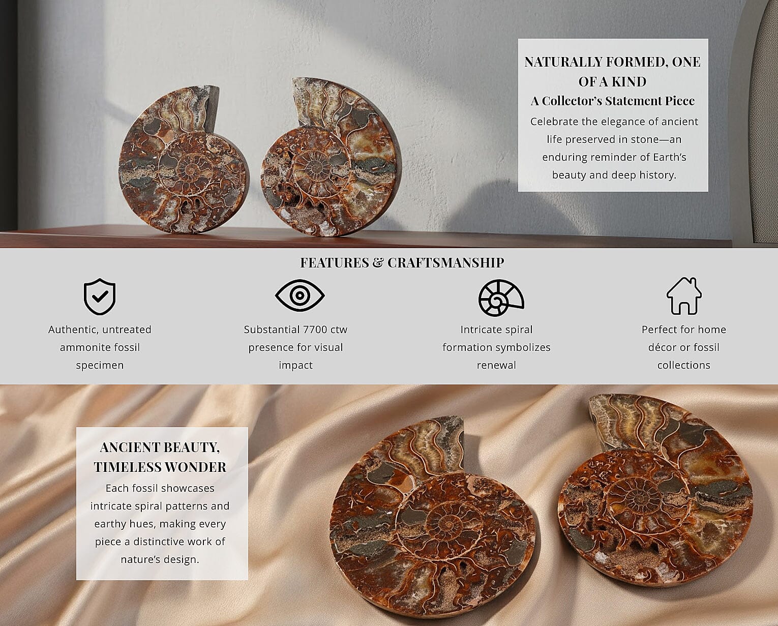 Ammonite 7-8 Approx 7700ctw Banner