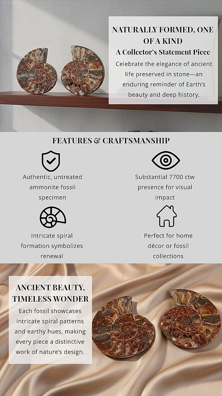 Ammonite 7-8 Approx 7700ctw Banner