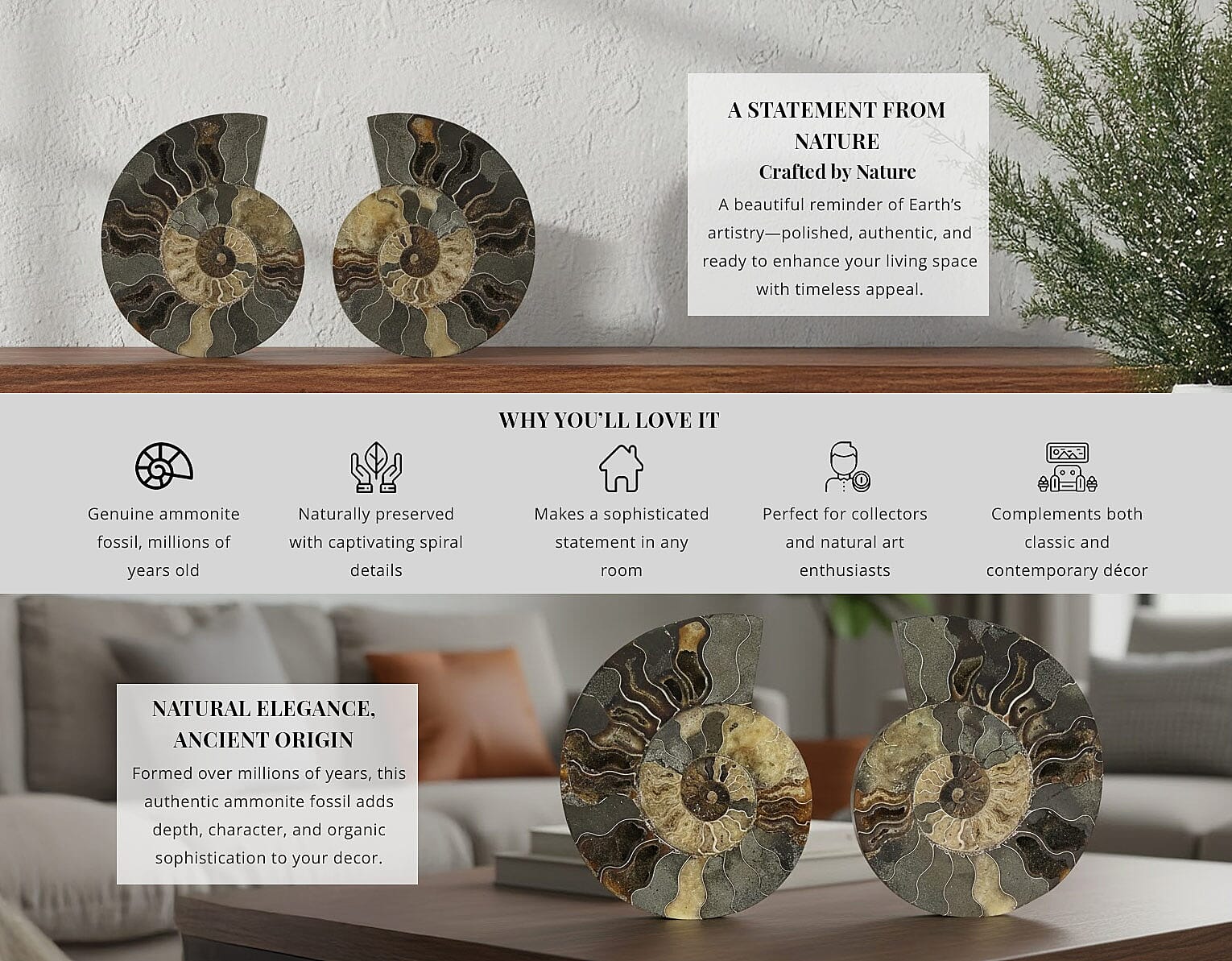 Ammonite 9-10 Approx 12200ctw Banner