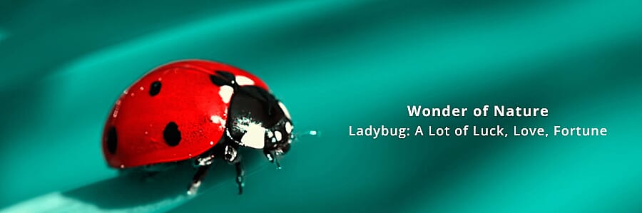 Wonder of Nature Banner