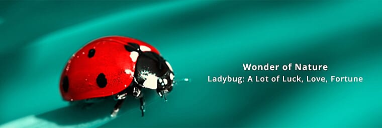 Multi Diamond Ladybug Ring Banner