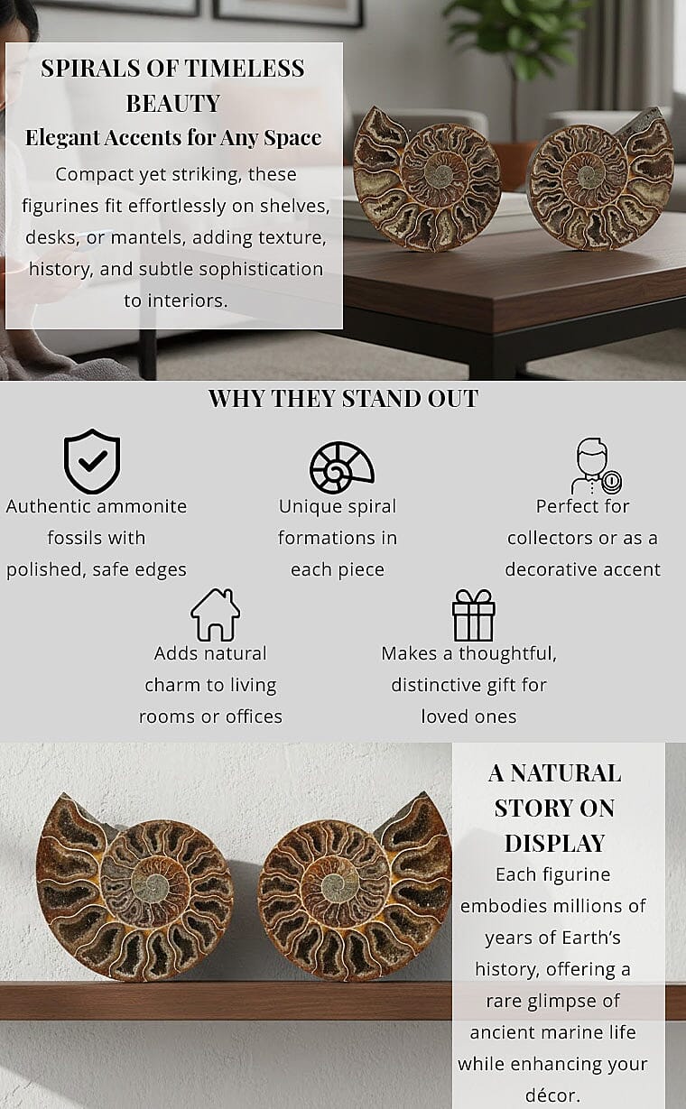 Ammonite Pair 5-6 Inch 2721ctw Banner