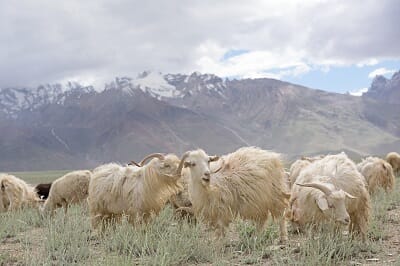 Cashmere wool Origin