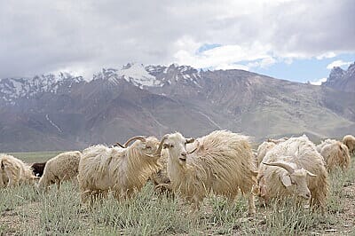 Cashmere wool Origin