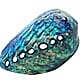 Abalone shell with holes.
