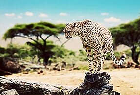 Cheetah on a rock Cheetah on a rock.