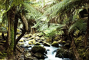 Australian jungle Australian jungle.