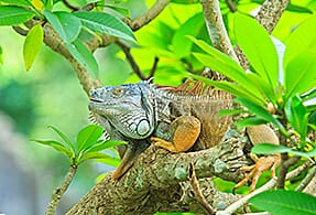 Dominican Republic Dominican Republic