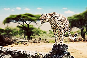Cheetah standing on rock.