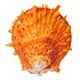 Orange spiny oyster shell.