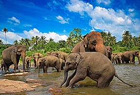 Elephants bathing in Sri Lanka Elephants bathing in Sri Lanka.