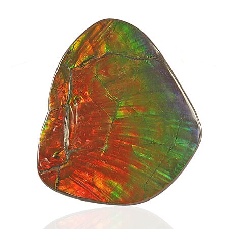 Home and Office Decor Canadian Ammolite 