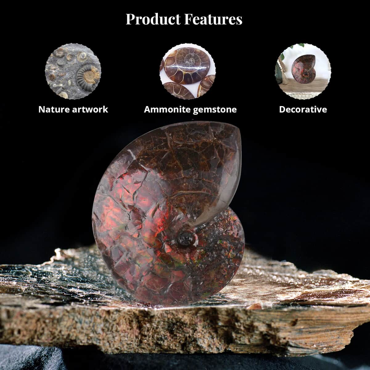 AAA Grade Ammonite Rare Specimen (11 Lbs), Large Ammonite Fossil for Home and Office Decor, Gemstone Decorative Table Centerpiece image number 2