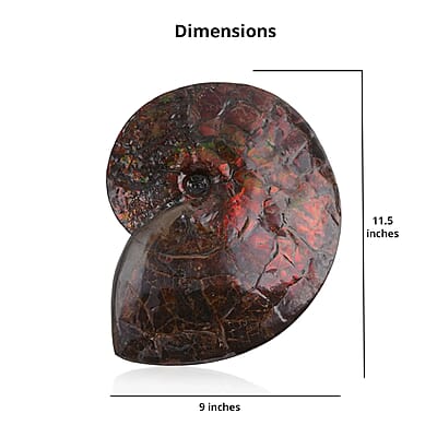 AAA Grade Ammonite Rare Specimen (11 Lbs), Large Ammonite Fossil for Home and Office Decor, Gemstone Decorative Table Centerpiece