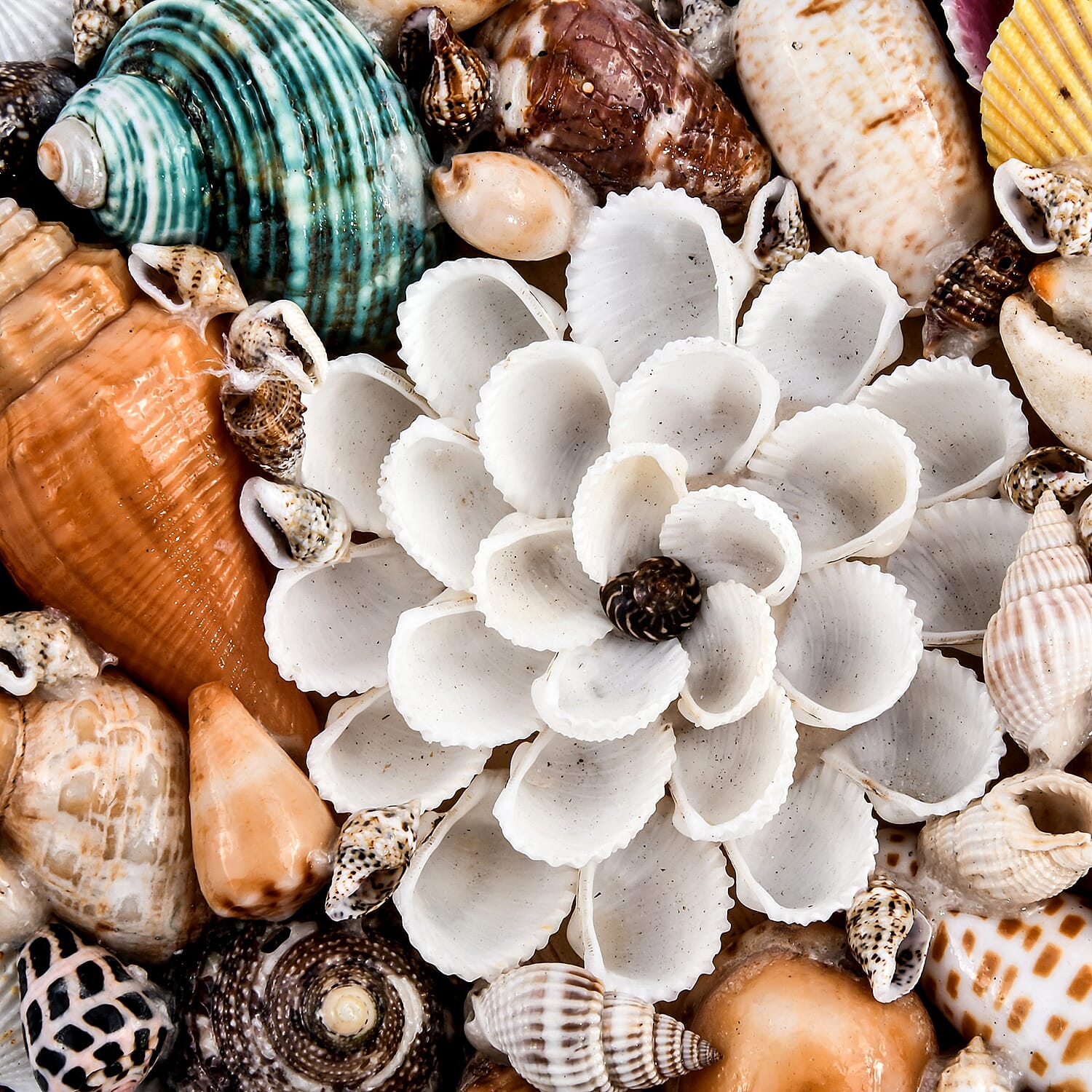 Multi Color Sea Shell Encrusted Heart Shaped Jewelry Box