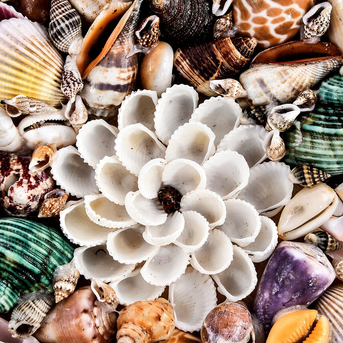 Sea Shell Encrusted Treasure Chest Shaped Box image number 3