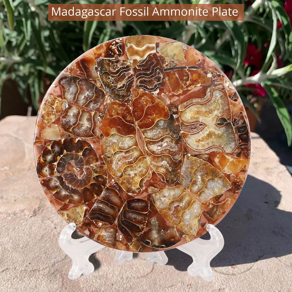 Madagascar Fossil Ammonite Plate with Stand image number 1