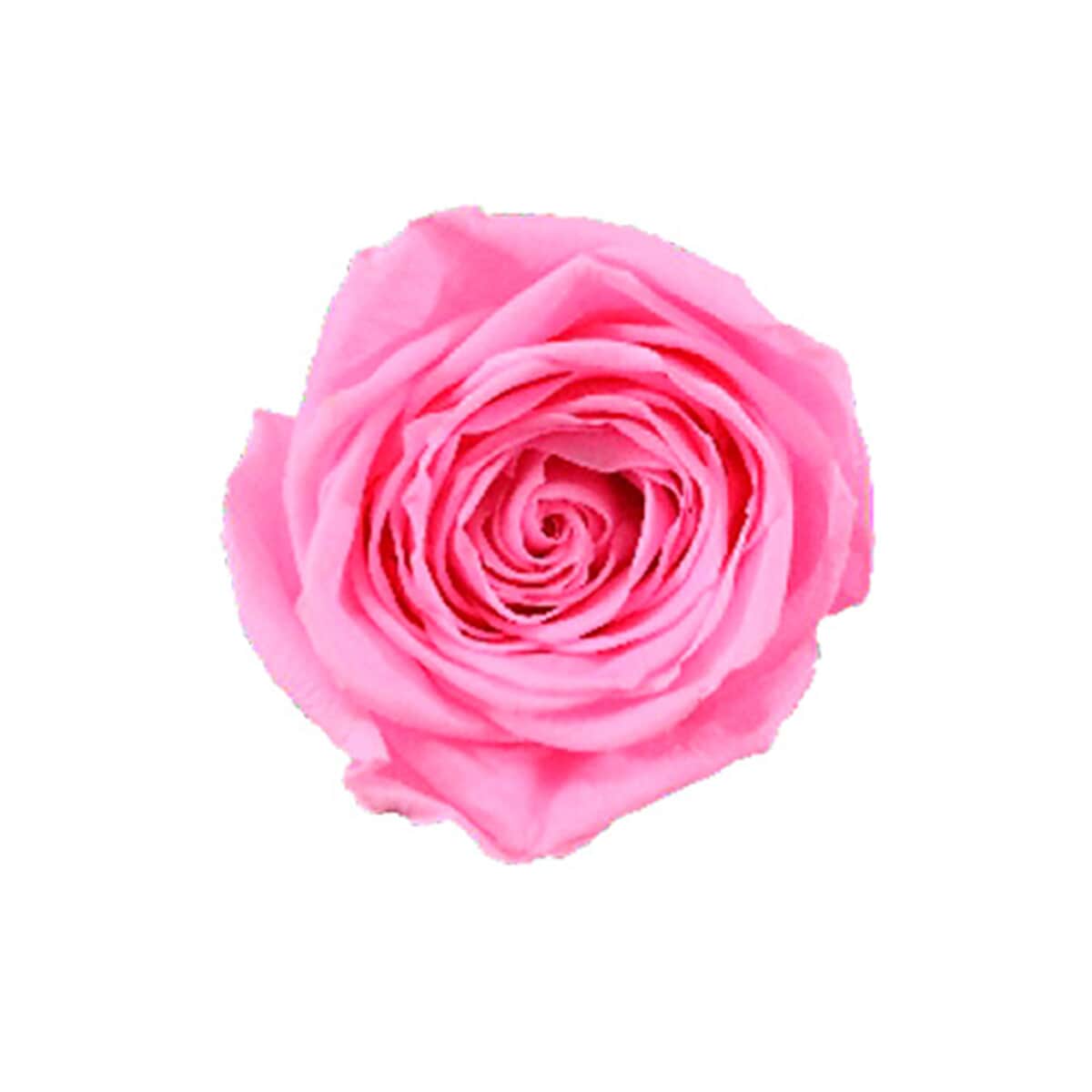 Real rose petal of different size on transparent background 22417839 PNG