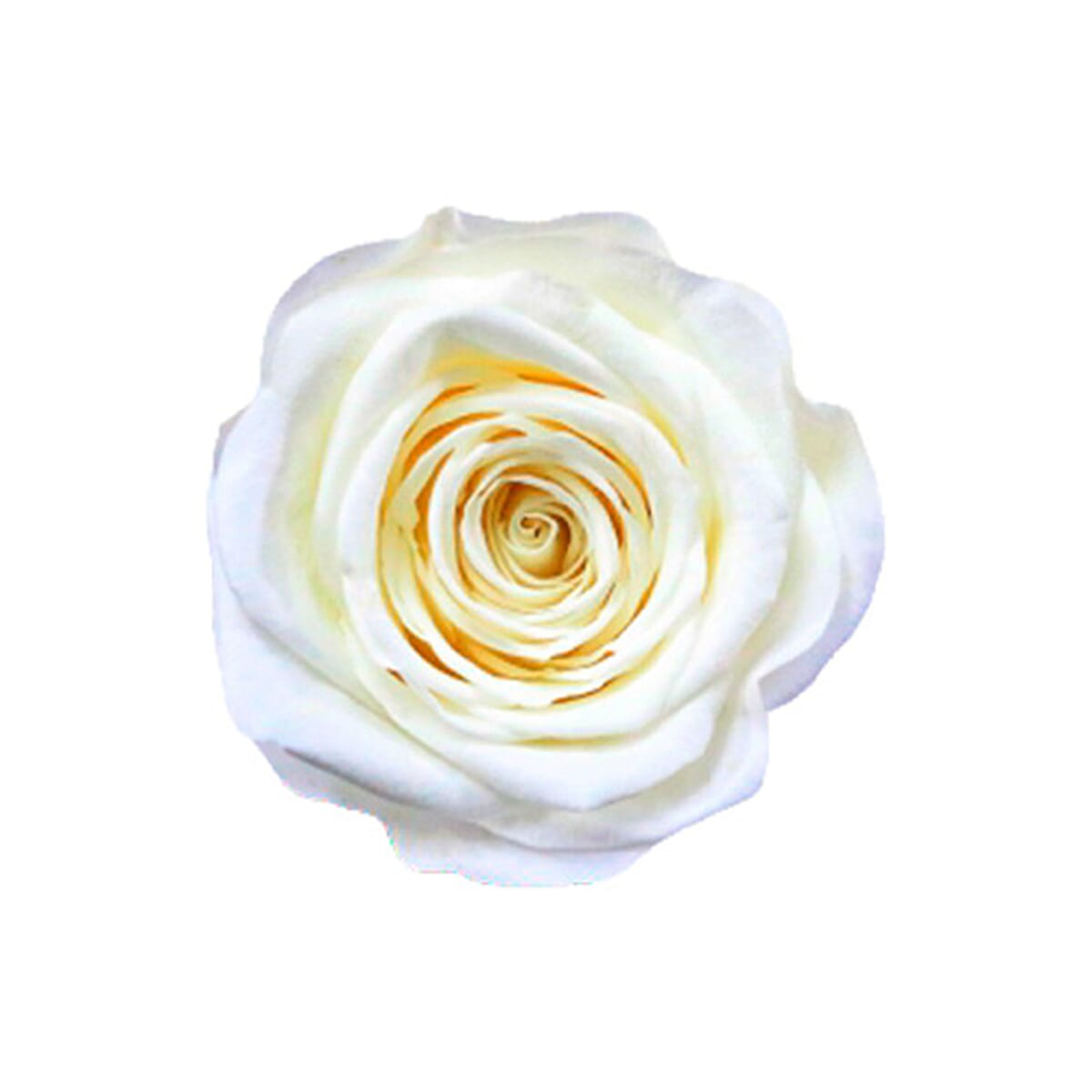 4 Keeps Roses, Real Preserved Snow White Rose in Black and Gold Giftbox image number 4