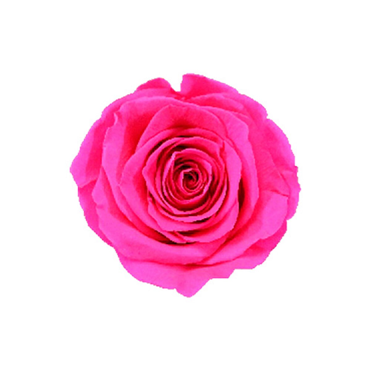 4 Keeps Roses, Real Preserved Hot Pink Rose in Black and Gold Giftbox image number 4