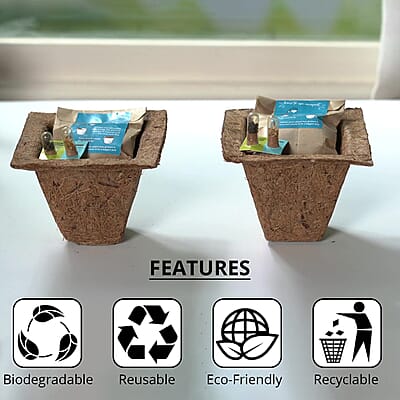 Set of 2 Grow it Yourself Plant Kit Seed Marigold