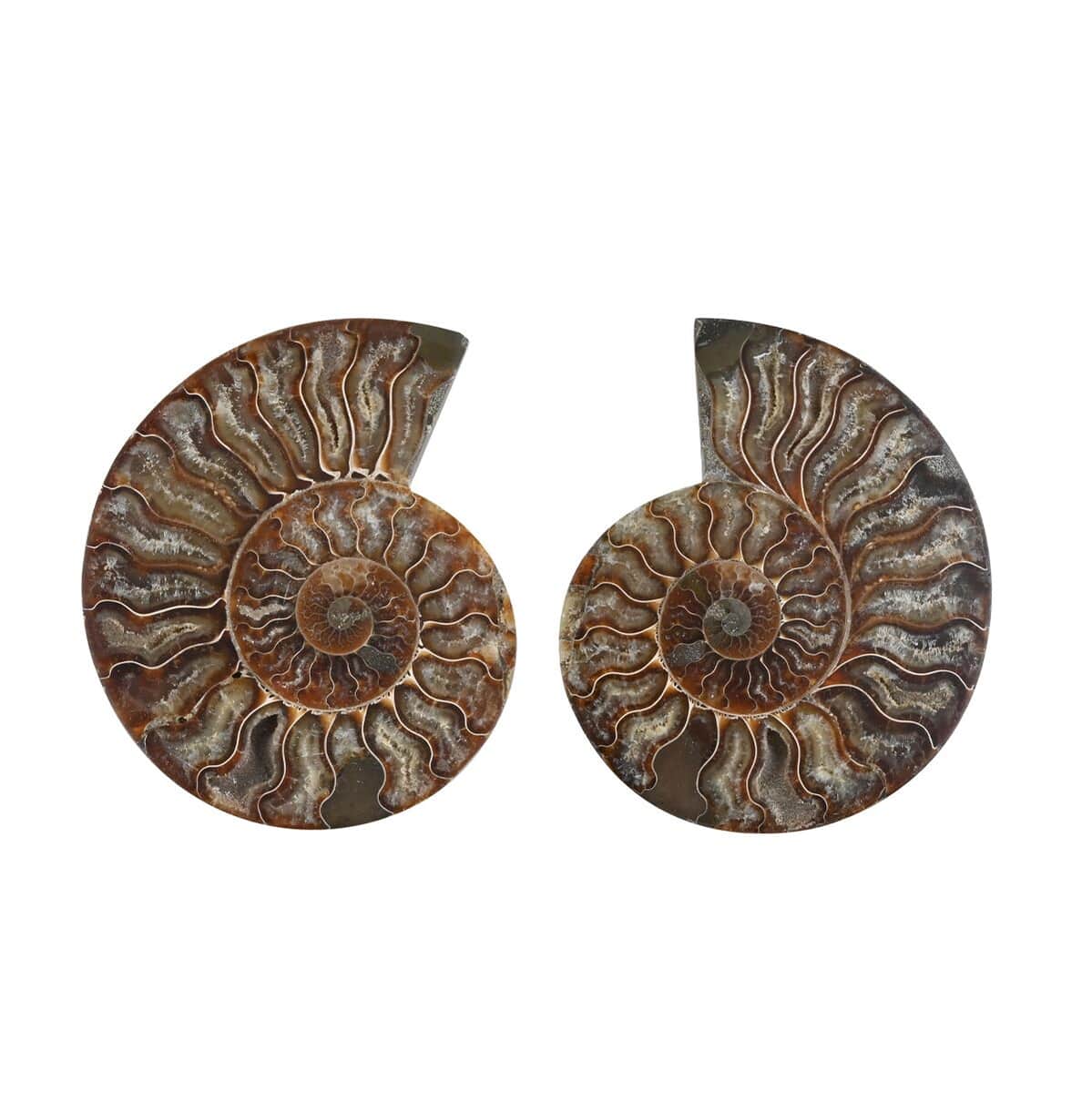 Ammonite Pair 6-7 Approx 8164ctw image number 0