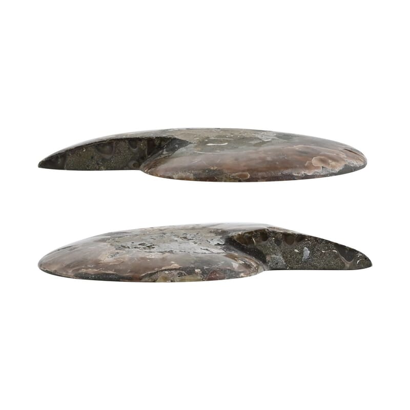 Ammonite Pair 6-7 5443ctw