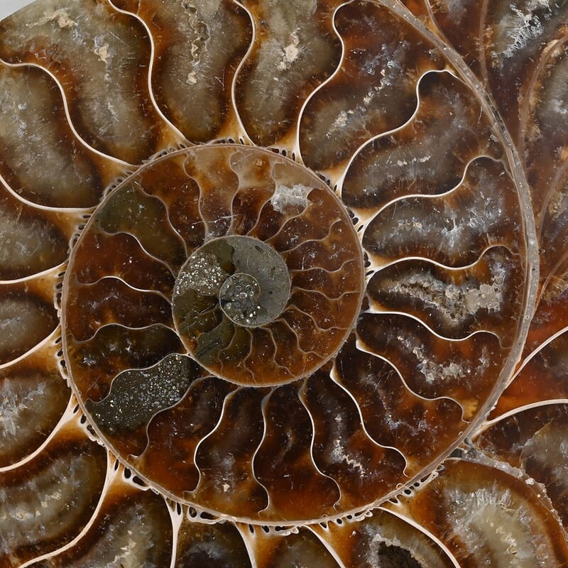 Ammonite Pair 6-7 5443ctw