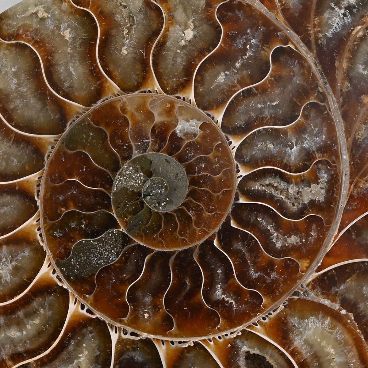 Ammonite Pair 6-7 Approx 8164ctw image number 3