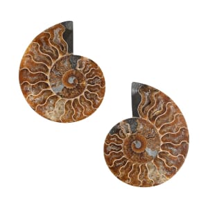 Ammonite Pair 7-8 7257ctw