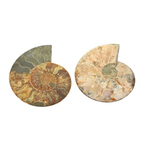 Ammonite Pair 8-9 12246ctw