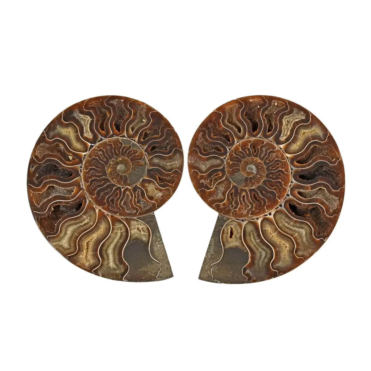 Ammonite Pair 9-10 16782ctw image number 0