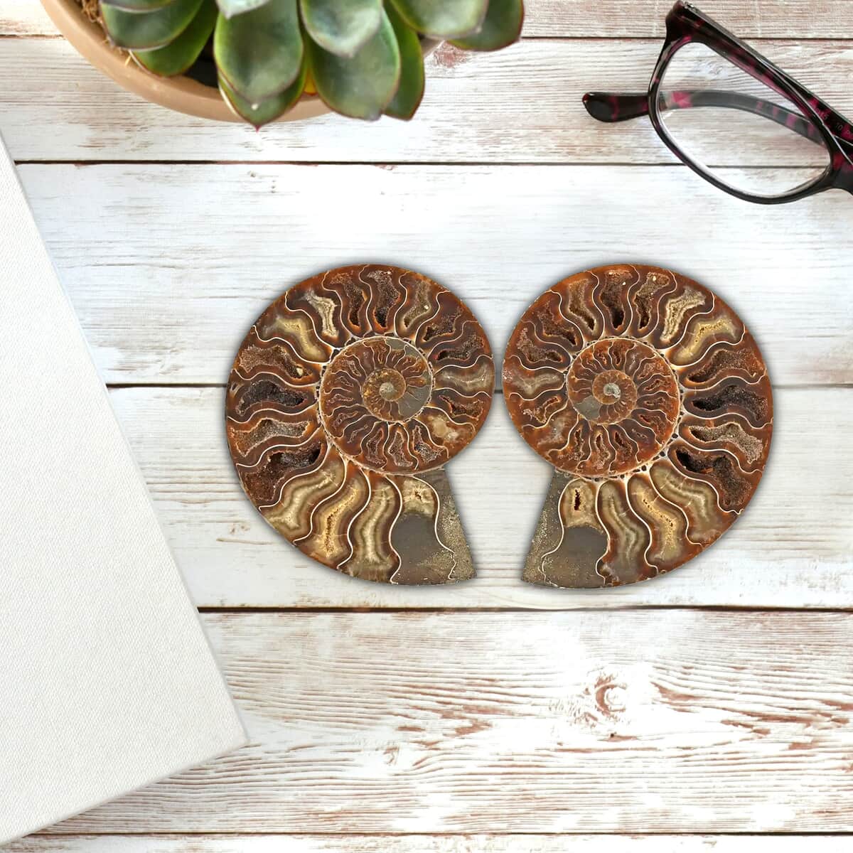 Ammonite Pair 9-10 16782ctw image number 2