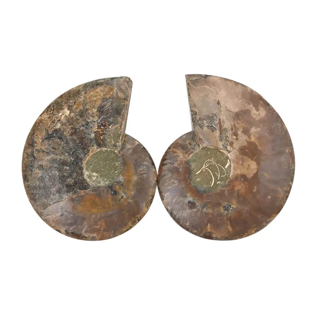 Ammonite Pair 9-10 16782ctw image number 4