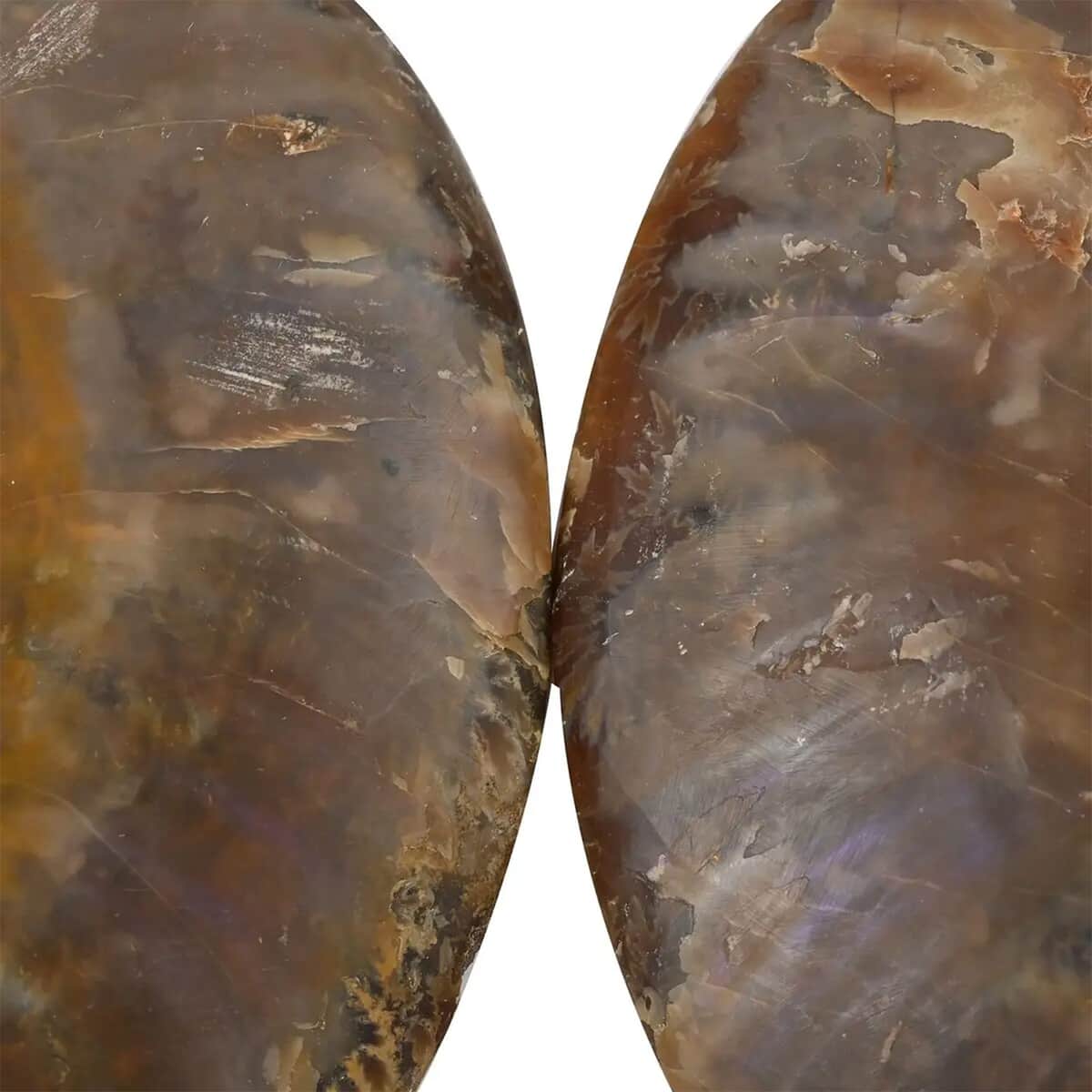 Ammonite Pair 9-10 16782ctw image number 5