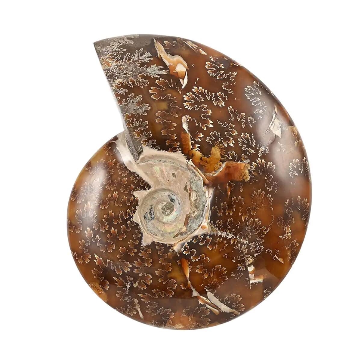Whole Sutured Ammonite -L (Approx. 3225 ctw) image number 0