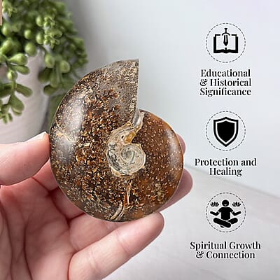 Whole Sutured Ammonite -L (Approx. 3225 ctw)