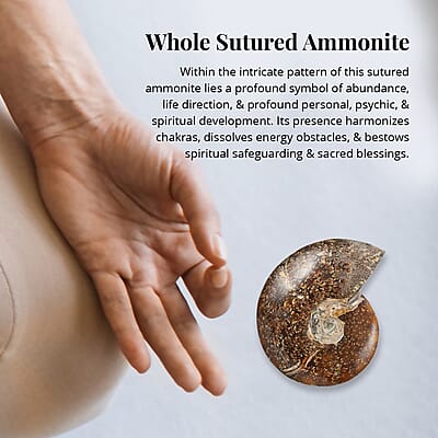 Whole Sutured Ammonite -L (Approx. 3225 ctw)