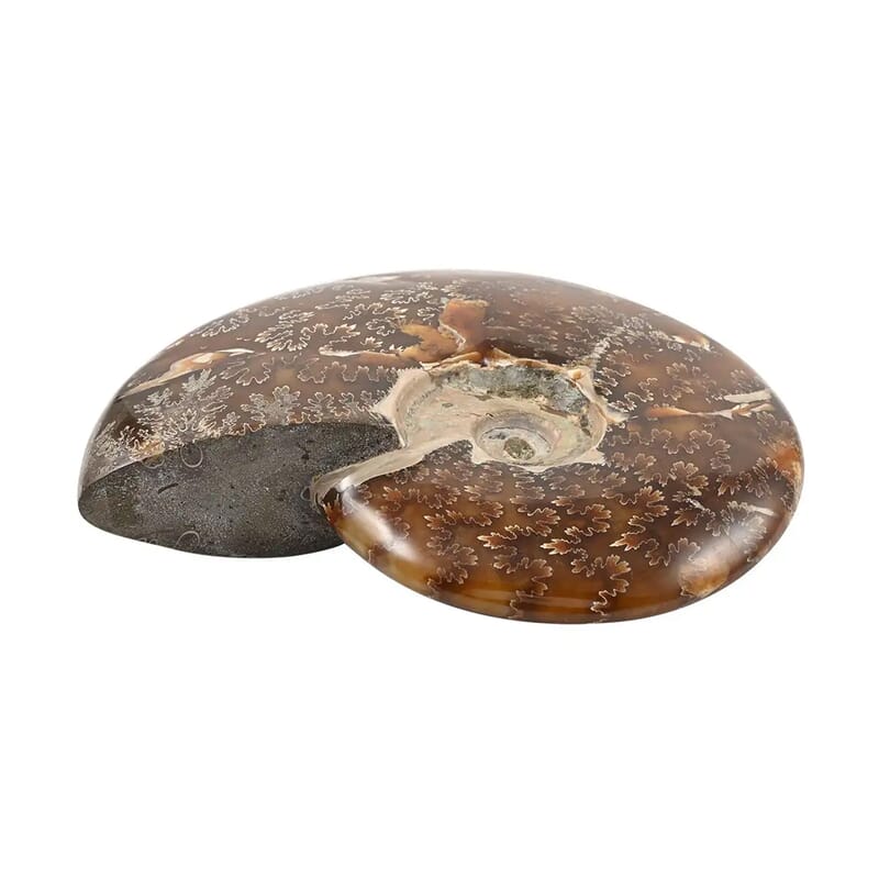 Whole Sutured Ammonite -L (Approx. 3225 ctw)